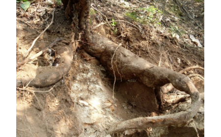 葛根粉：認(rèn)準(zhǔn) 10 年黃金期，拒絕 “年份噱頭”