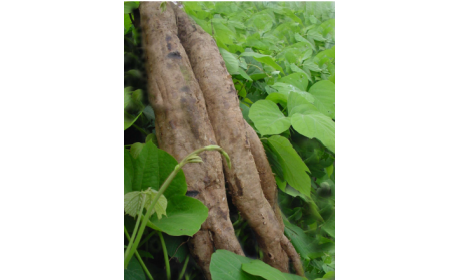 吃了這么多年的野生葛根粉，你吃對(duì)了嗎？