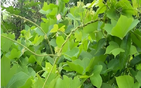 七夕寵妻狂魔就選它！二月風(fēng)雙有機(jī)野生葛根粉，健康又有文化味 