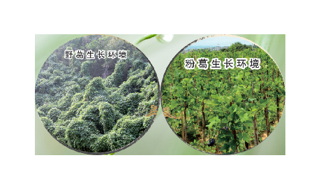 高學(xué)歷養(yǎng)生黨親測(cè)：這款雙有機(jī)野生葛根粉，憑什么成日常優(yōu)選？?