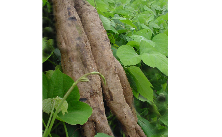 長期吃葛粉是養(yǎng)生還是傷身？科學(xué)解讀它的三大益處，讓你吃得更明白！