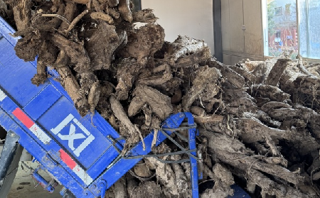 霜降采葛正當(dāng)時(shí)！二月風(fēng)大量收購霜降葛根，以匠心護(hù)品質(zhì)、以產(chǎn)業(yè)助增收