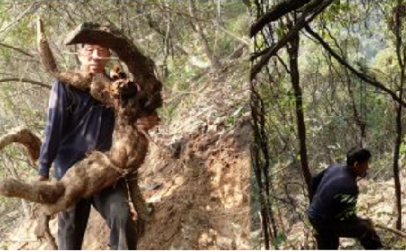 冬至地開倉(cāng) 葛根天賜糧｜隨州“天字葛粉”的千年傳承